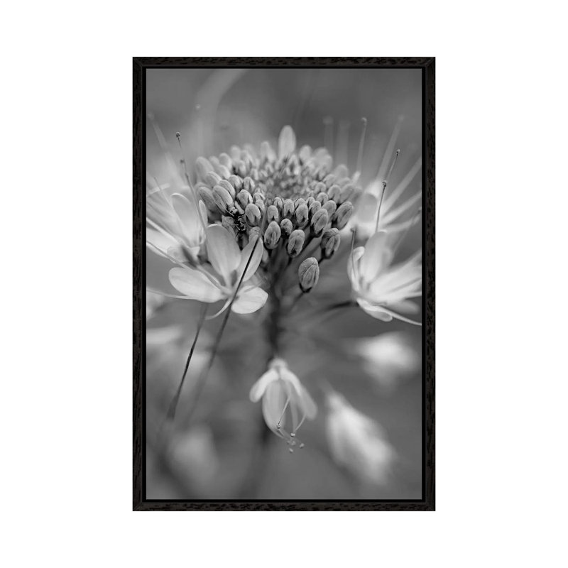 Rocky Mountain Bee Plant flower, Great Sand Dunes National Monument, Colorado 1 Piece Wall Art on Canvas, Black Framed