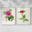Impression encadrée PrettyPinkBotanicalsI-Premium - prête à être accrochée - aucun clou requis - aucun clou requis-1909328015-1909328020