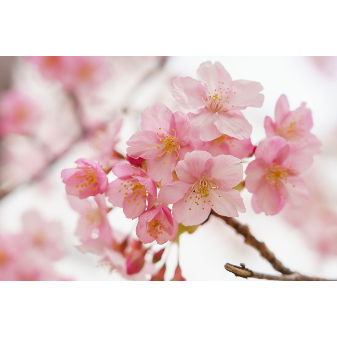 Cherry Blossoms In Japan by Kawamura_Lucy - Wrapped Canvas Print
