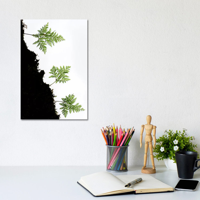 Fern Trio II by Stefan Hefele - Gallery-Wrapped Canvas Giclée on Canvas, Canvas, 20.32 cm H x 30.48 cm W
