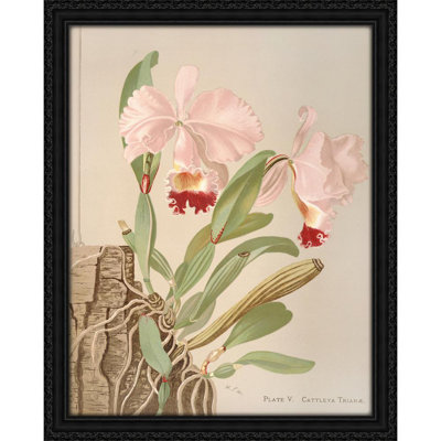 Cattleya Trianae (1885)