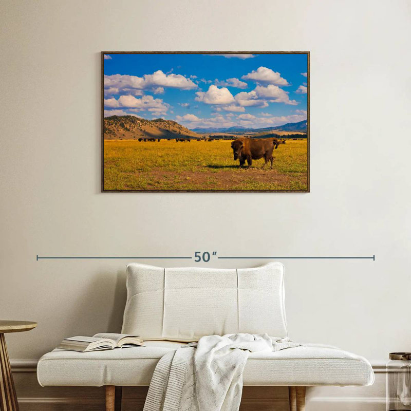 Bison In National Park, 37" X 25", Floating Frame Walnut