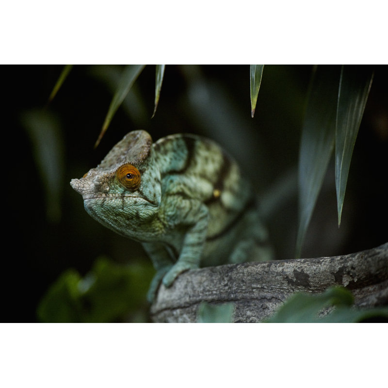 Caméléon par Decis-images, H 12 po x l 18 po