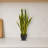 Sansevieria Artificial Plant
