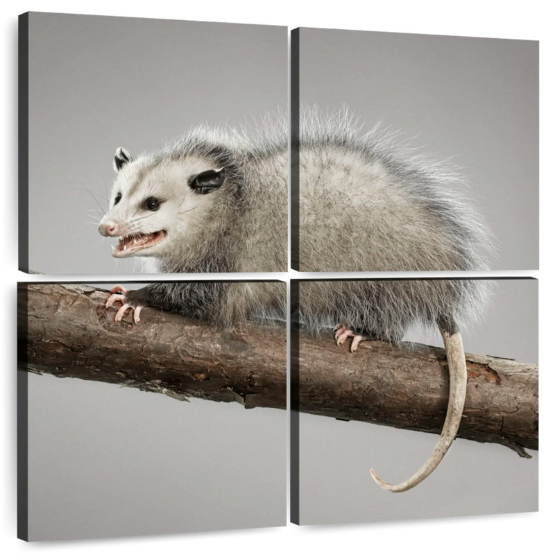 Brampt Snarky Opossum, 32" H x 32" W