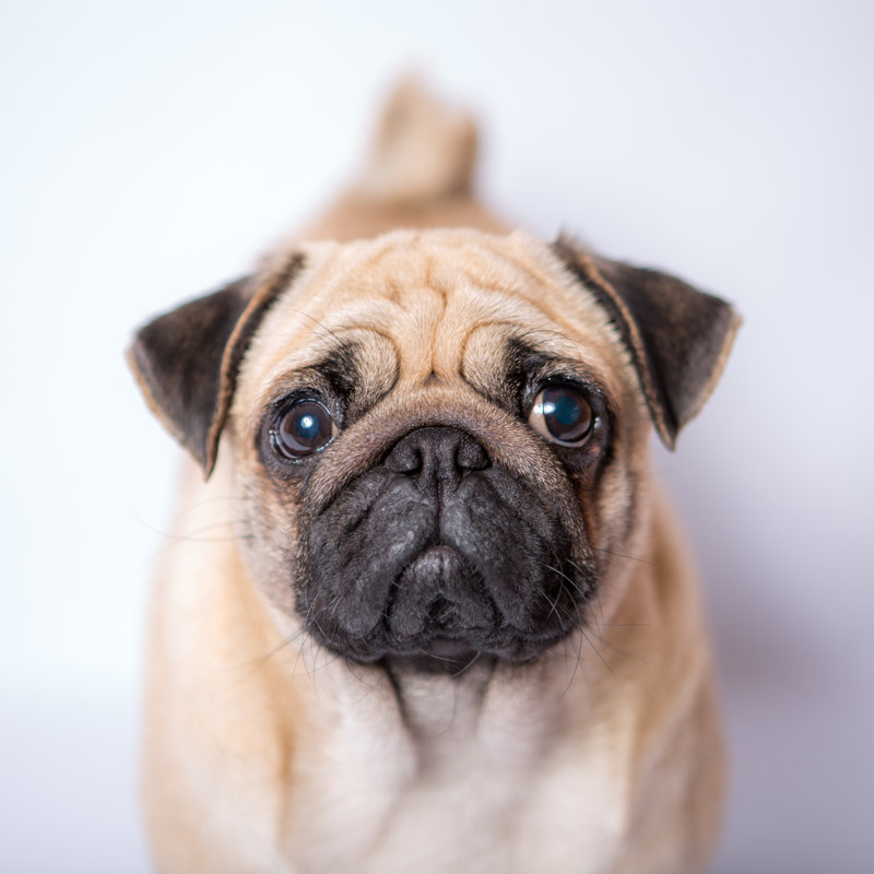 Funny Pug by Casperok - Wrapped Canvas Print, 76cm H x 76cm W x 3.8cm D