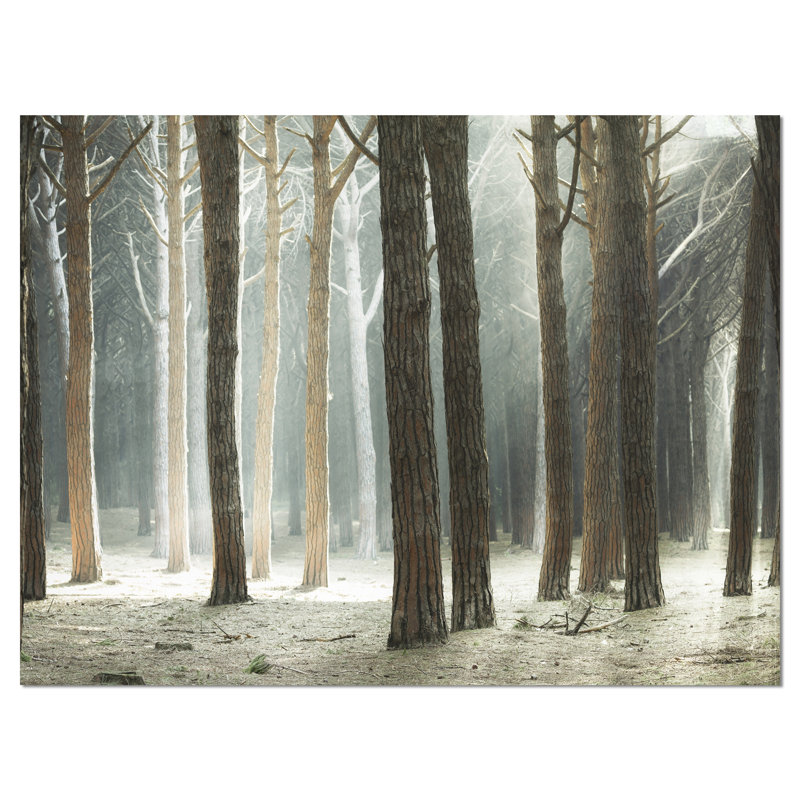Design Art Maritime Pine Tree Forest with Rays Photographic Print on Wrapped Canvas