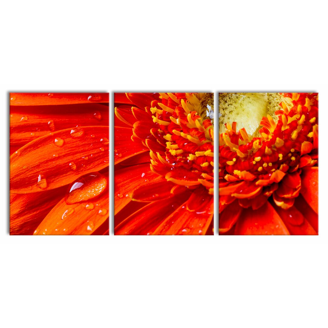 3-tlg. Leinwandbilder-Set Beautiful Gerbera Blossom