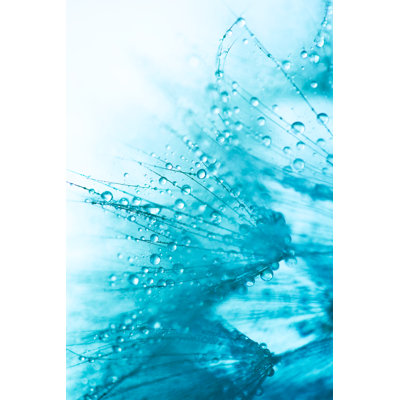 Dandelion Seed with Water Drops by Jasmina007