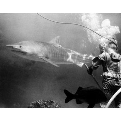 Posterazzi " Seaquarium diver cleaning floor of main tank as large tiger shark (Galeocerdo cuvier) swims by " Black and White Photography Print