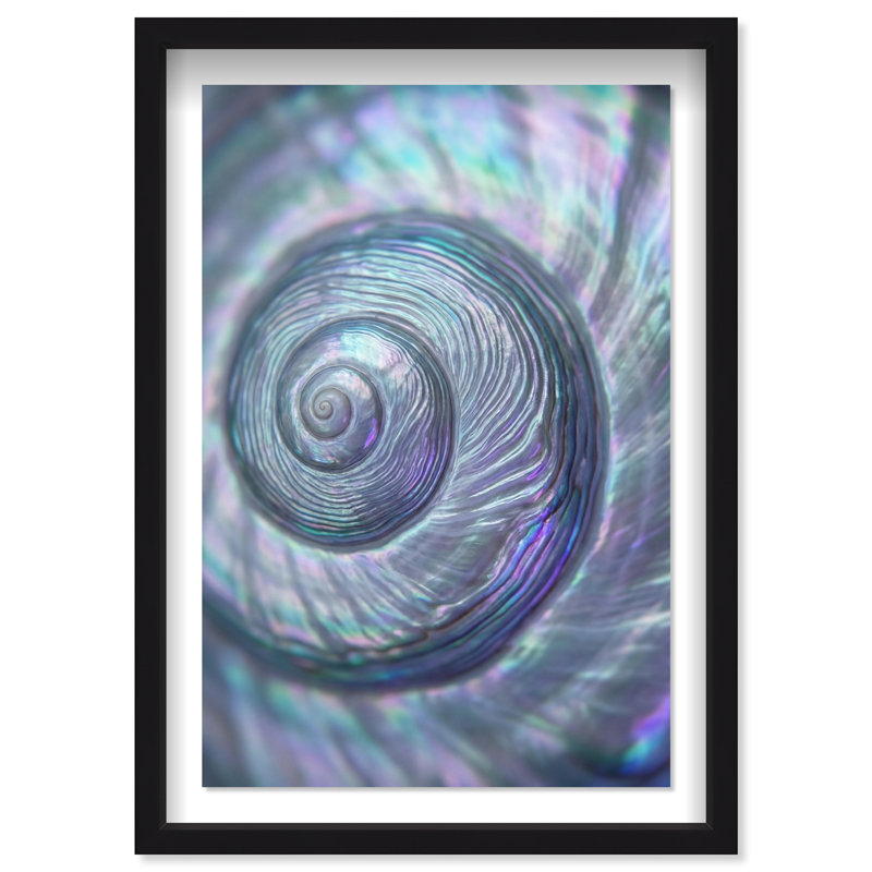Sea Spiral Print by Oliver Gal, 16.5"H x 11.5"W, Black Shadowbox