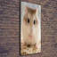 Hamster - Wrapped Canvas Print