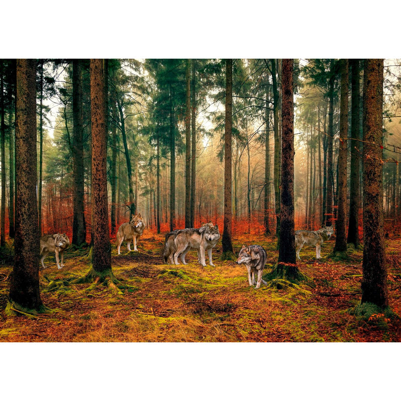 3AP6155 Pack Of Wolves In The Woods by Pangea Images - Wrapped Canvas Art Prints, 70cm H x 100cm W x 4cm D