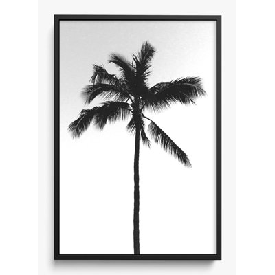 «The Black Palm»