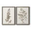 «Neutral Botanical Study», reproduction encadrée prête à être accrochée-692424712-692457647-692424716