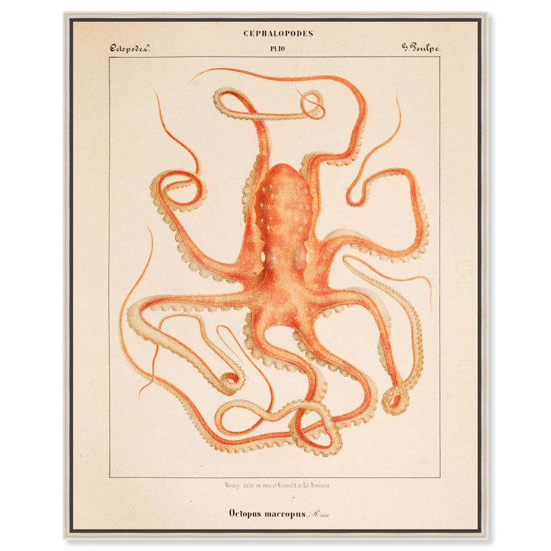 Verany The Octopus 1815 I, impressions sur toile par Art Remedy, Encadrement argenté, H 25 po x l 21 po