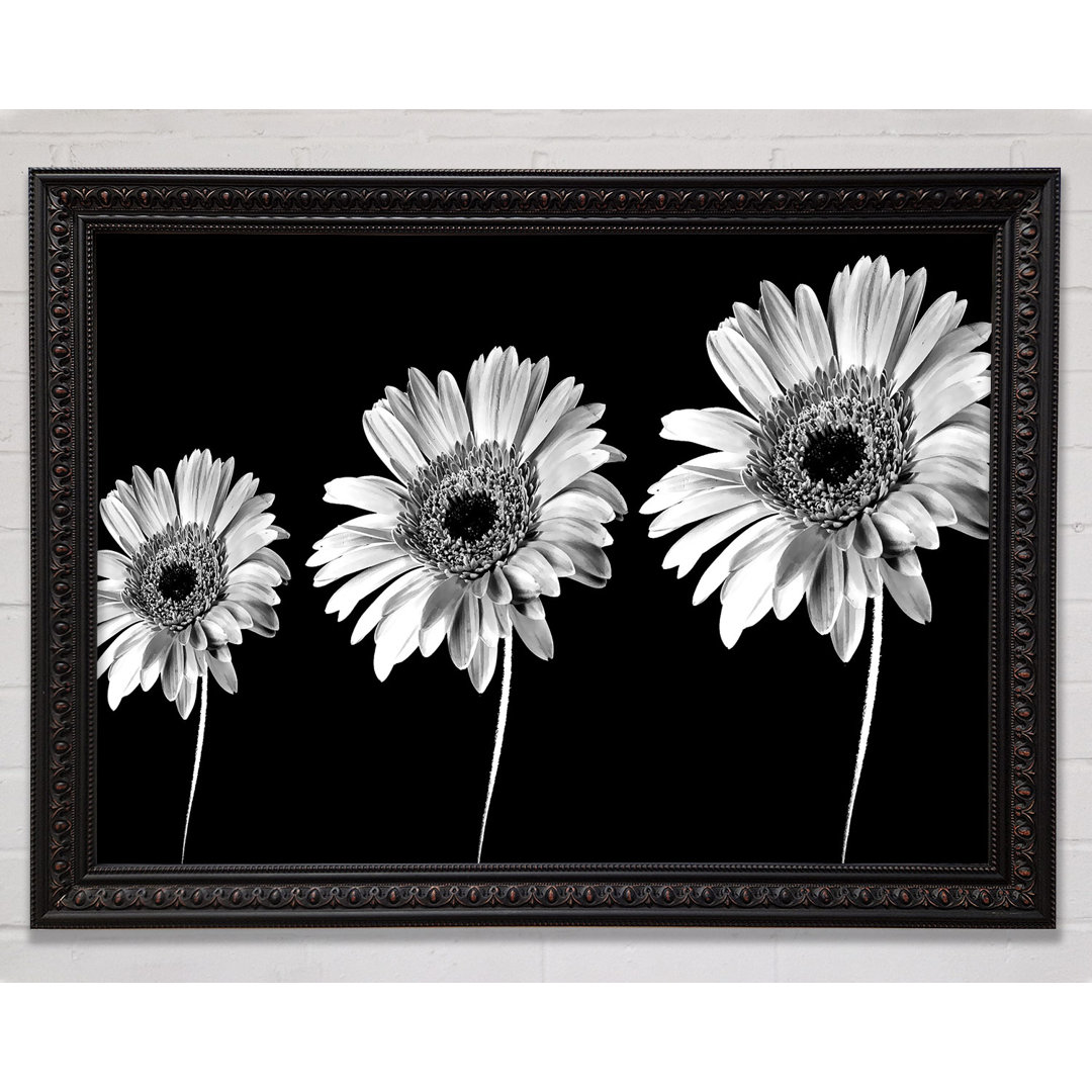 Gerbera Gänseblümchen Silber und Silber - Einzelner Bilderrahmen Kunstdrucke