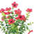 Red 16 bundles