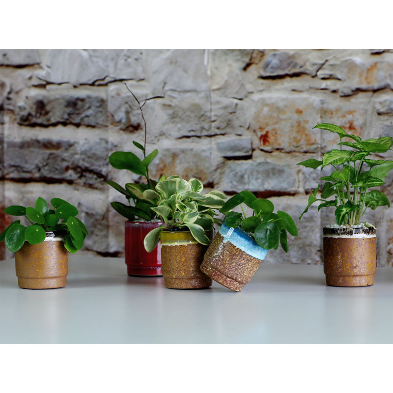 Pot de 12 mini-pots en céramique émaillée Floret Baby Succulent Drip Glaze Cup 3,5 po x 4 po (paquet de 12) - Kelston Outdoor
