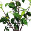 Eucalyptus Arrangement in Pot