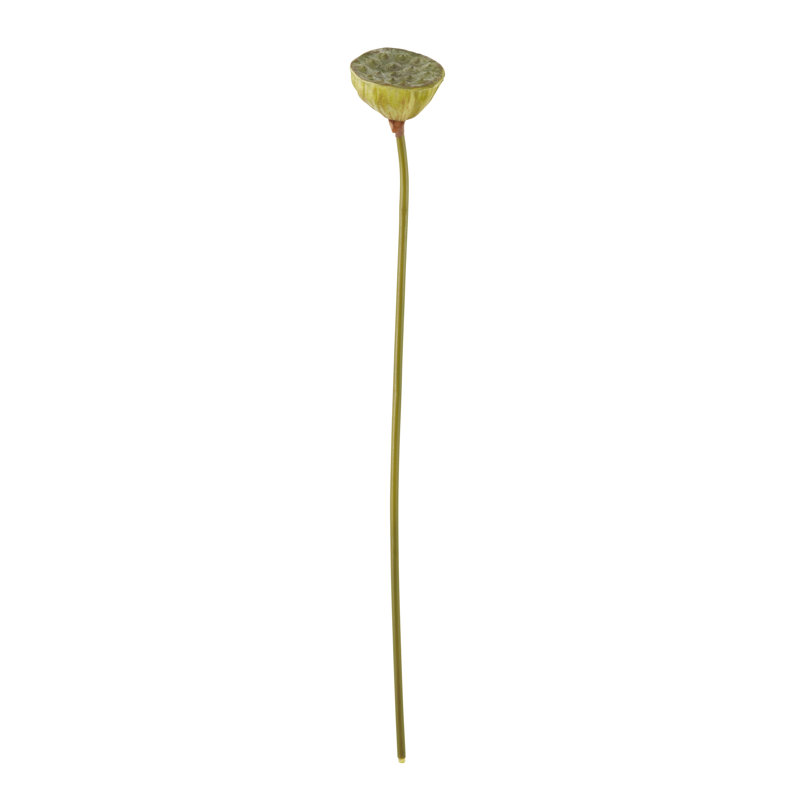 Lotus lot de fleurs (ensemble de 12)