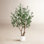 Decota Olive Tree in Planter