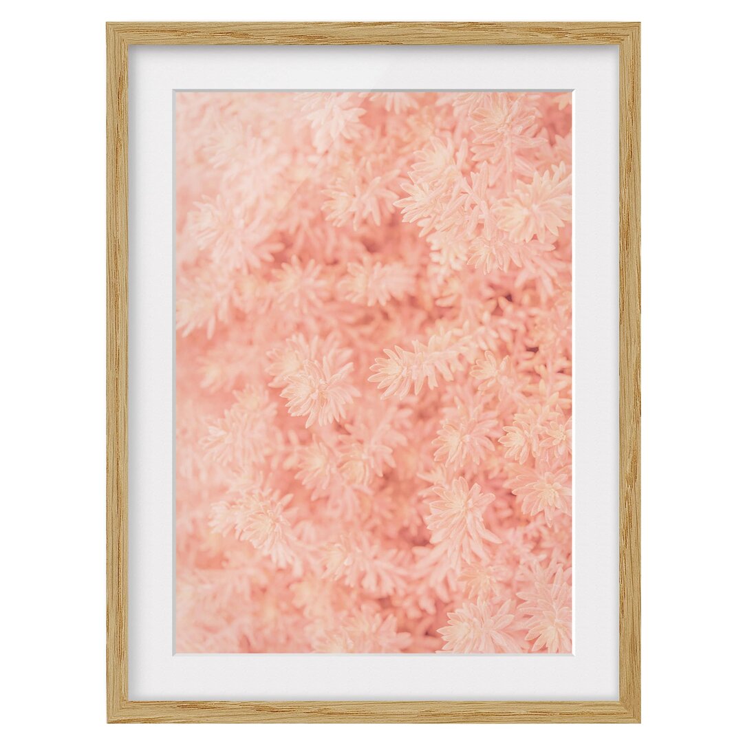 Gerahmter Fotodruck Pink Rosemary