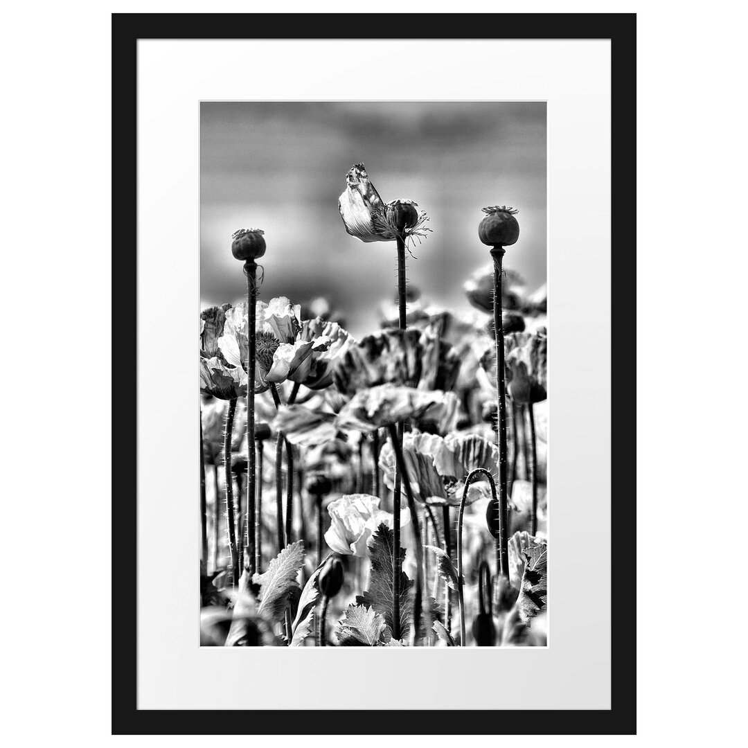 Gerahmtes Poster Blumenwiese Mohnblumen