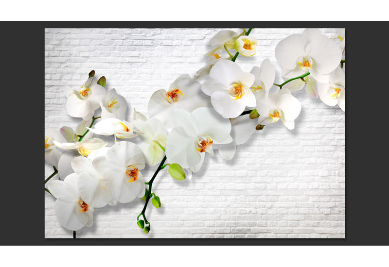 Orchids on Wall 280cm x 400cm Wallpaper, 400 cm x 280 cm