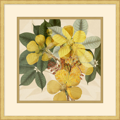 Golden Briar  Golden Briar 4