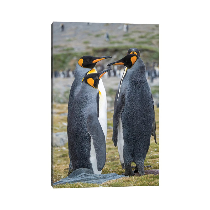 King Penguin Rookery In St. Andrews Bay. Courtship Behavior. South Georgia Island - Wrapped Canvas Print