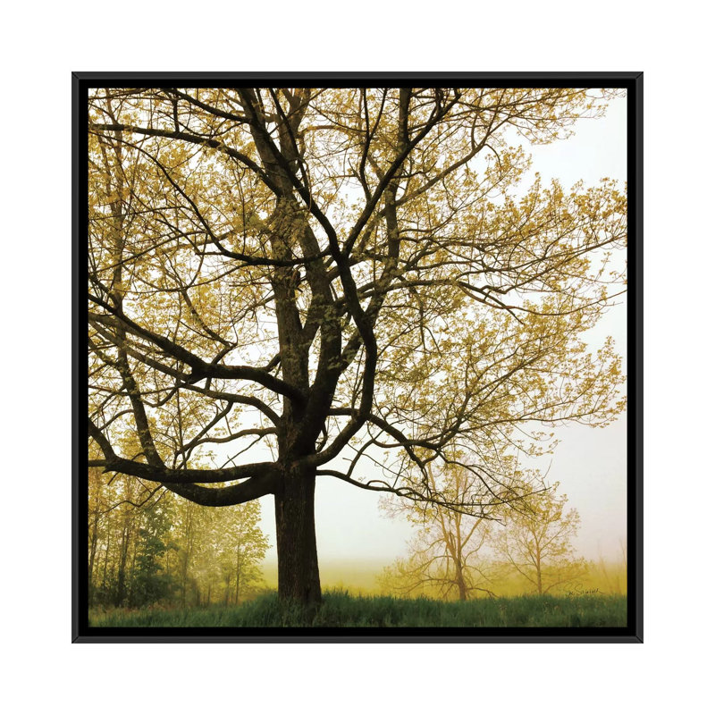 Arbre du matin, reproduction de photo sur toile tendue, H 26 po x l 26 po x P 1,5 po, Toile avec cadre noir
