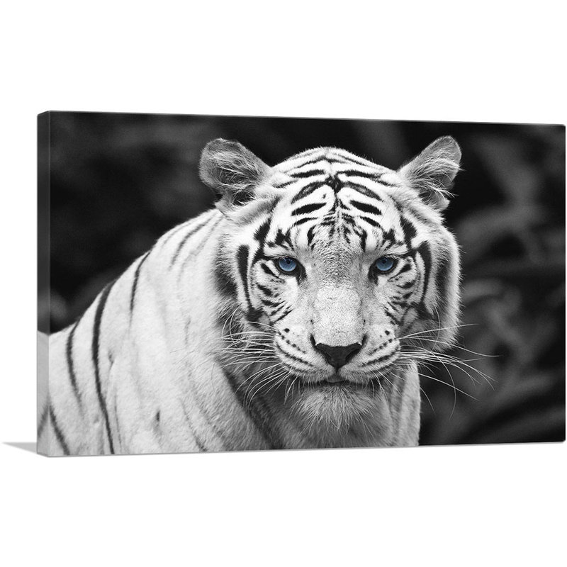 «White Tiger Staring Blue Eyes Pop», reproduction de photo sur toile tendue, H 18 po x l 26 po x P 1,5 po