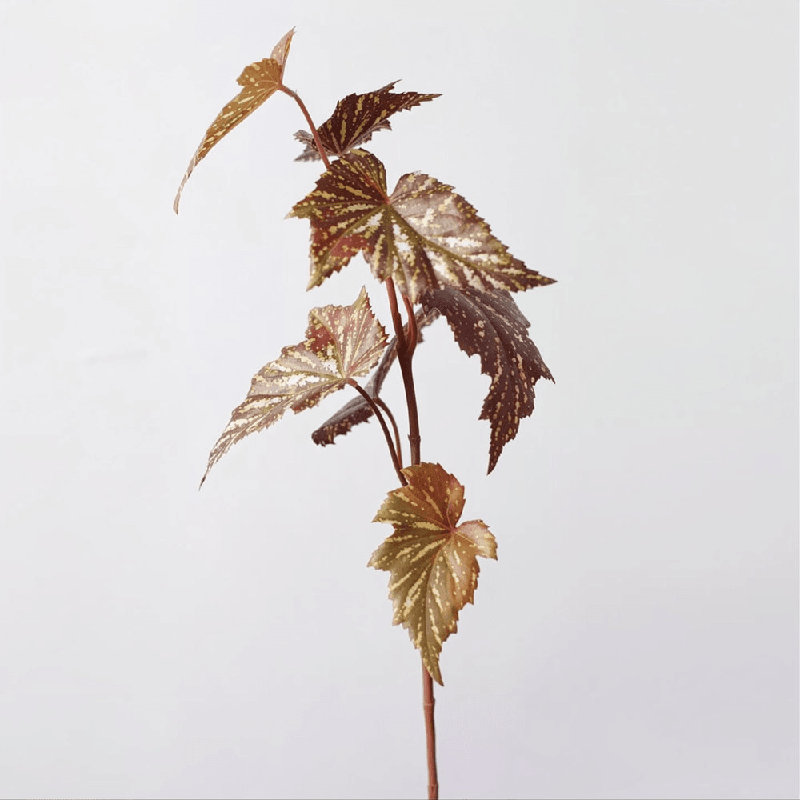 Tige de bégonia Painterly - 29,1 po, [A] 1 tige, Rose