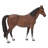 Standing Horse