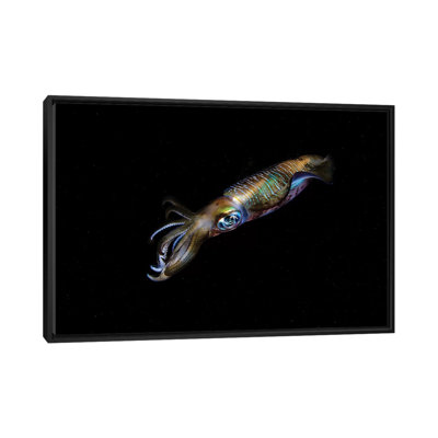 «A Bigfin Reef Squid off the Coast of Komodo Island in Komodo National Park II», impression sur toile
