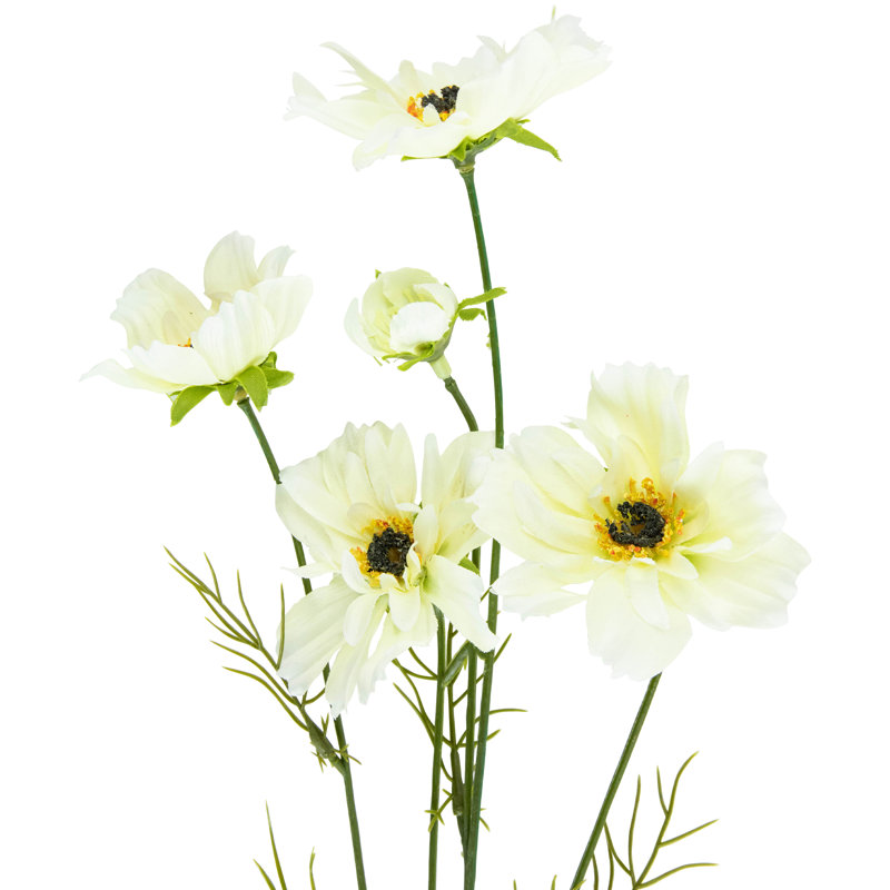 Cosmos Arrangement, Ivory