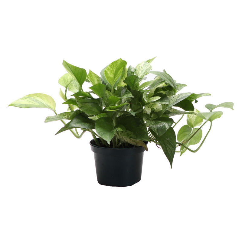 Live Marble Queen Pothos Plant,  10"" H X 6"" W X 6"" D