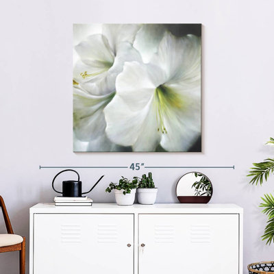 White Amaryllis II
