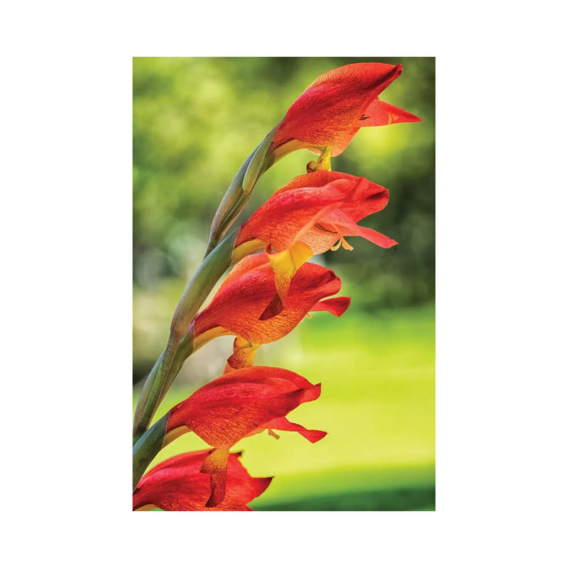 Red Tropical Flower - Wrapped Canvas Print, 101.6 cm H x 66.04 cm W