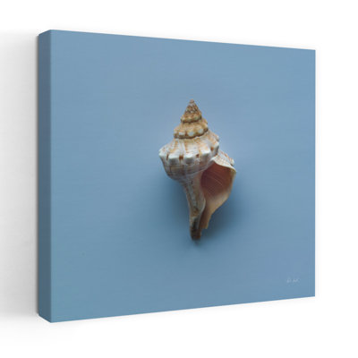 Contemporary Hope Cove Shells Iv With Blue Conch Art