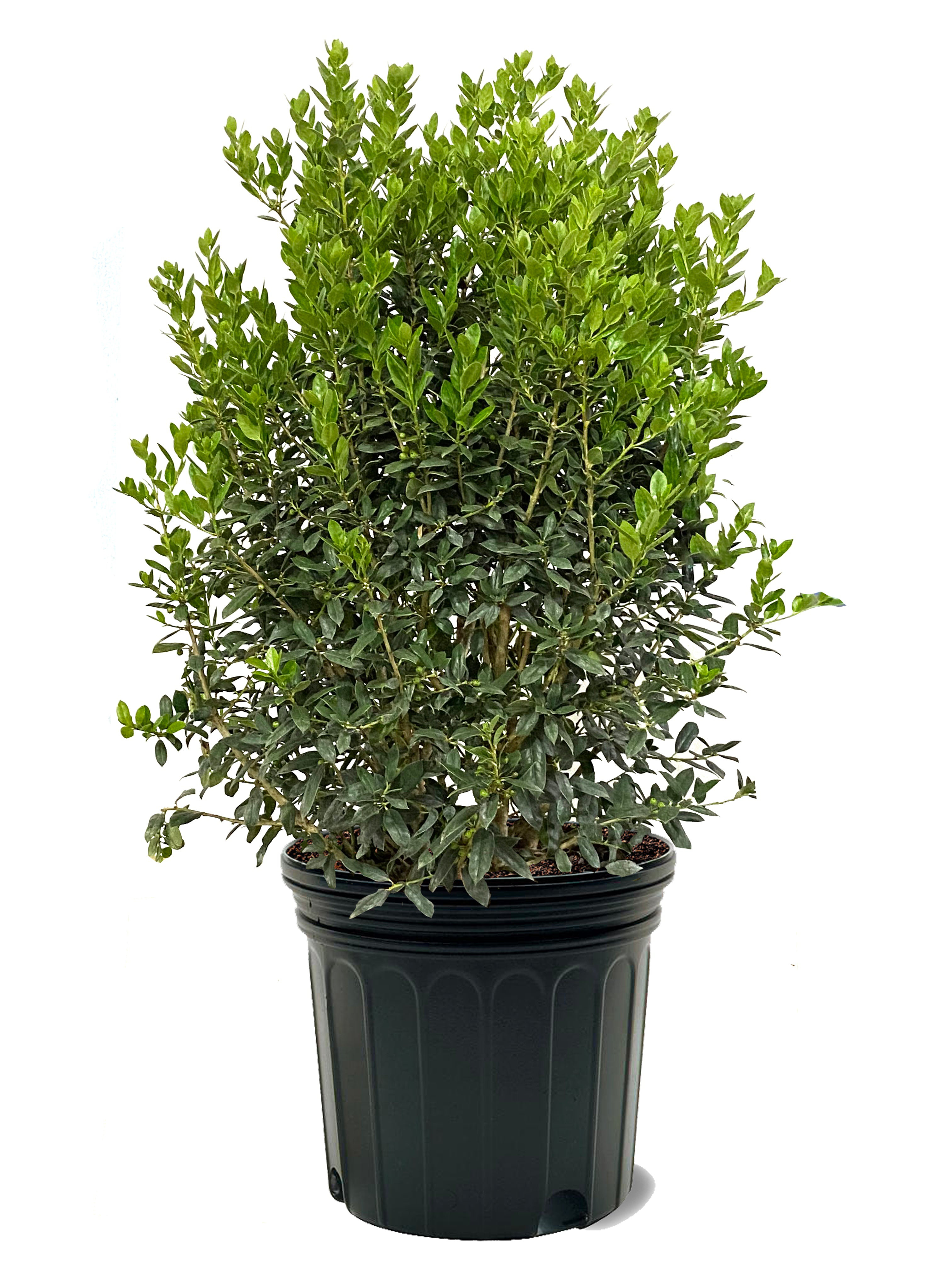 American Plant Exchange Evergreen Live Holly Needlepoint, 7Gallon Pot Wayfair