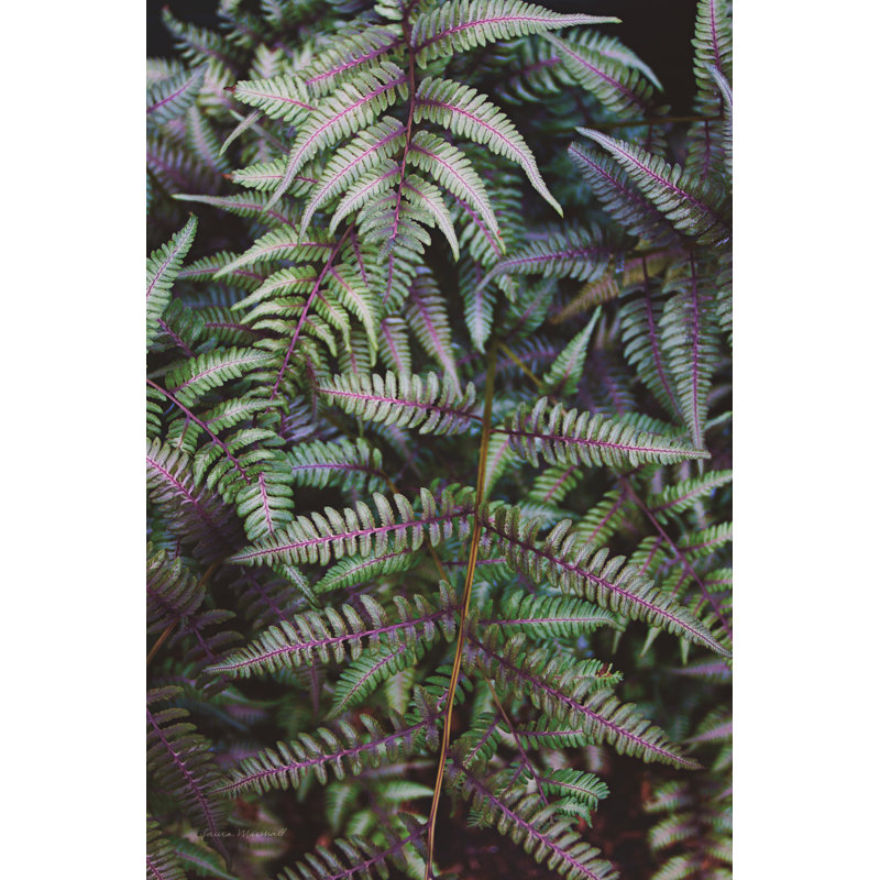 Funky Ferns I by Laura Marshall - Painting Print, 122cm H x 81cm W, Black Floater Framed