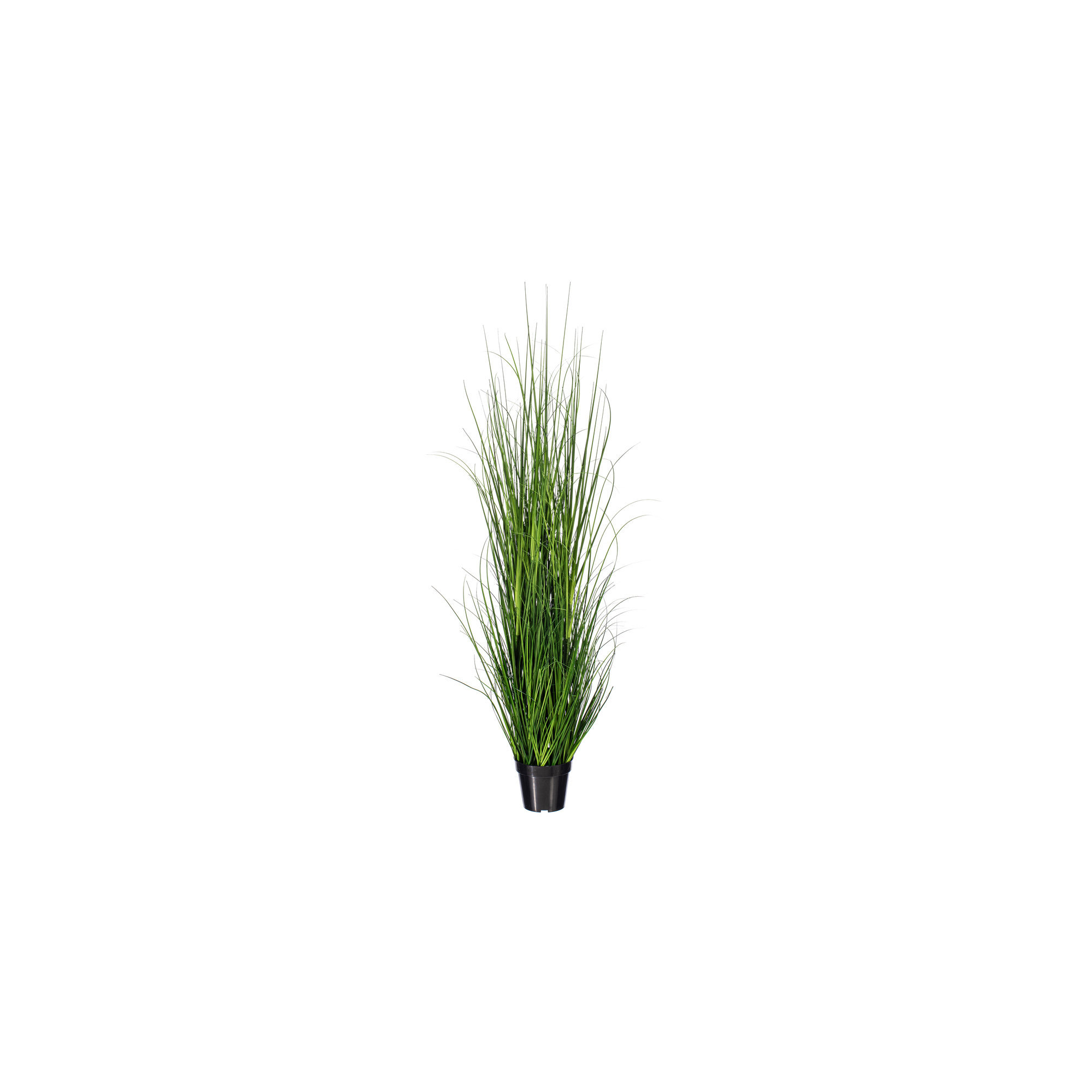Potted Green Lemongrass., 24" H x 6" W x 6" D