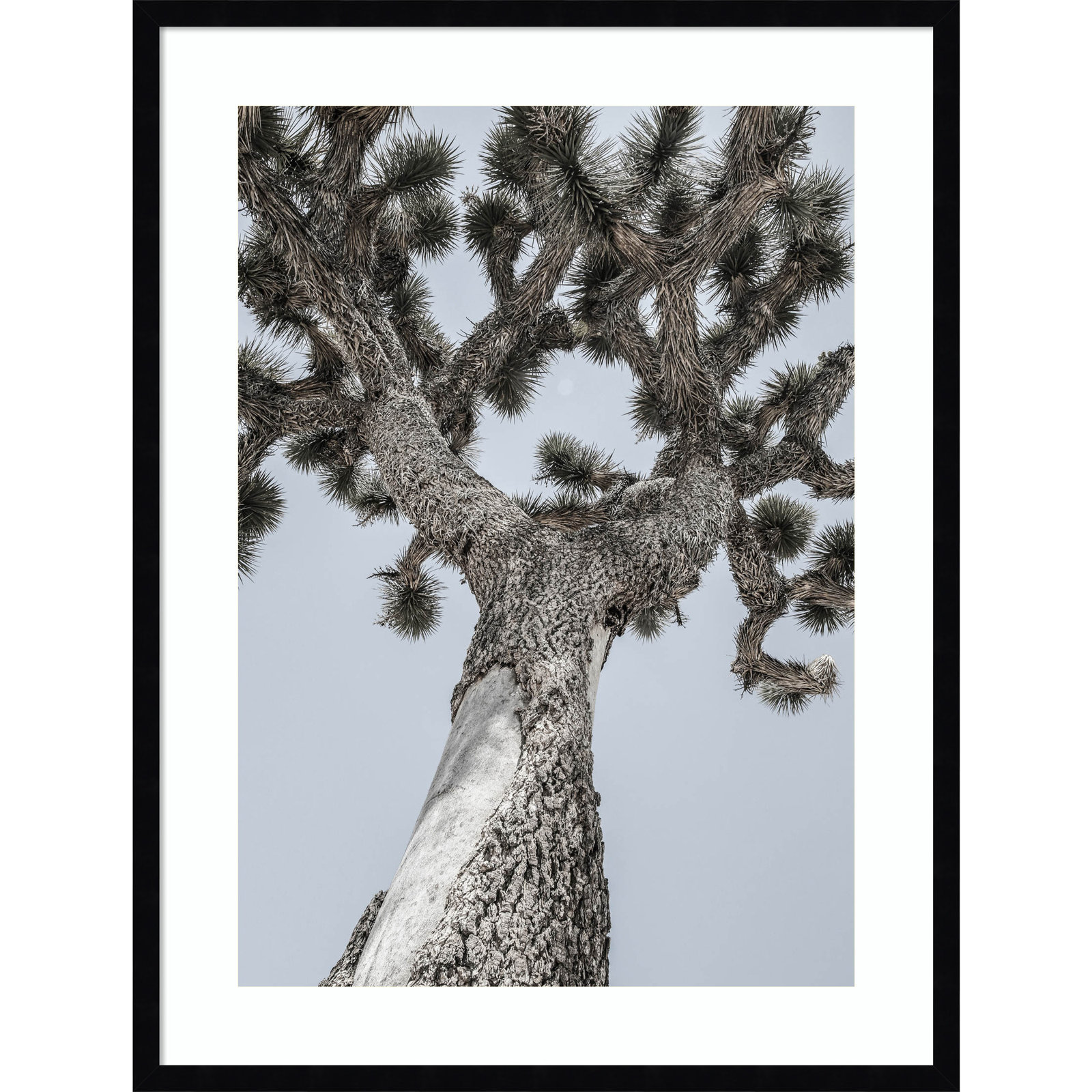 Daisey "Joshua" Print by Shot by Clint, Black, 33" H x 25" W