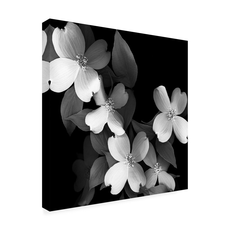 Wrapped Canvas Wall Art - Susan S. Barmon 'Dogwood Black And White' Wall Art for Living Room, Bedroom, or Office Décor - 24x24