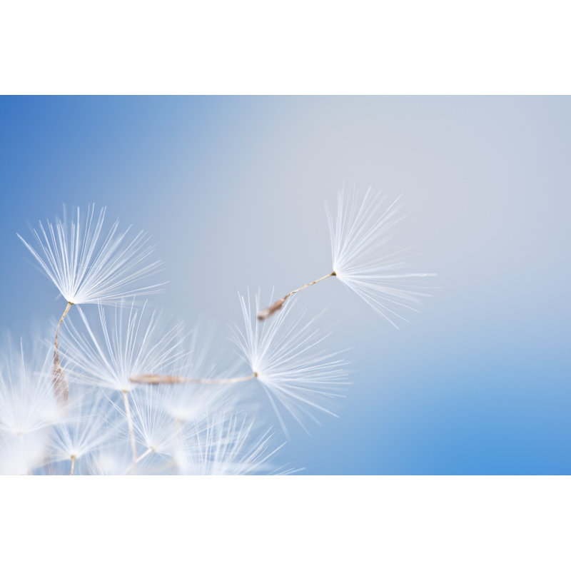 Dandelion 1 Piece Wrapped Canvas Wall Art