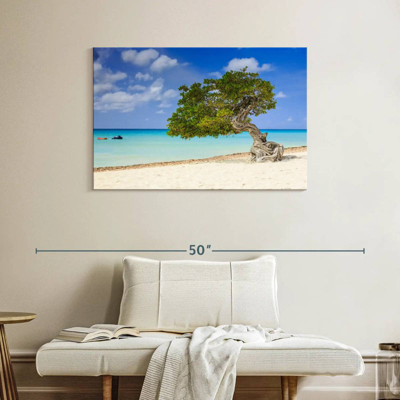 Aruba Gillard Divi Divi Tree, 26" H x 39" W