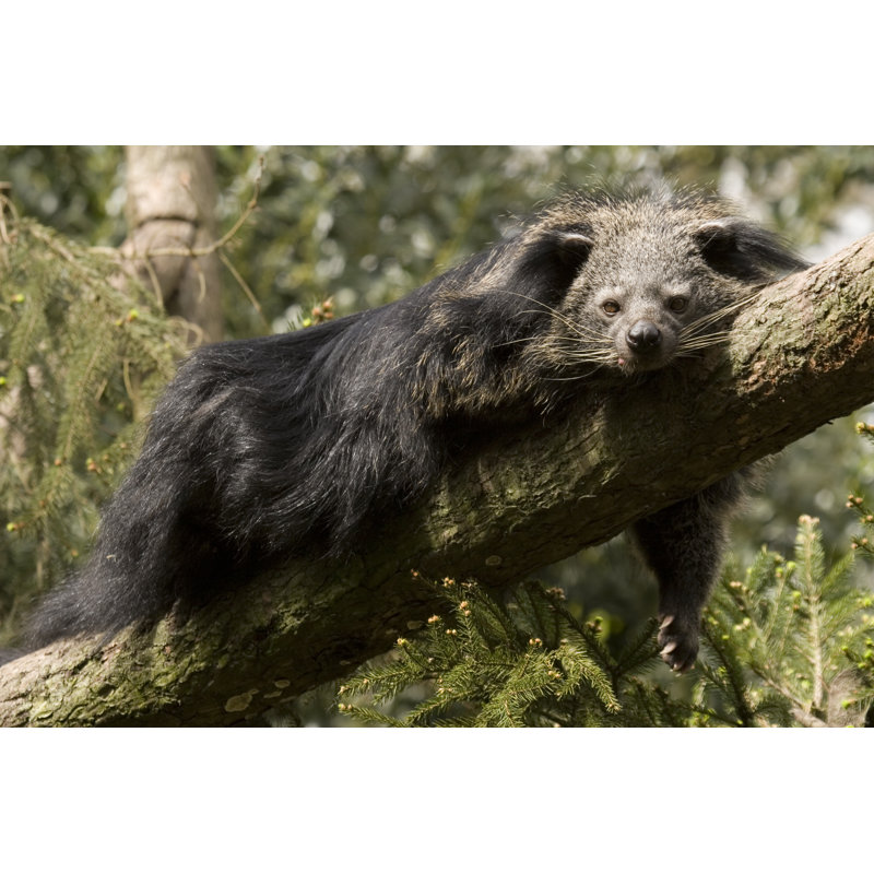 Arctictis Binturong by Lingbeek, 12'' H x 18'' W