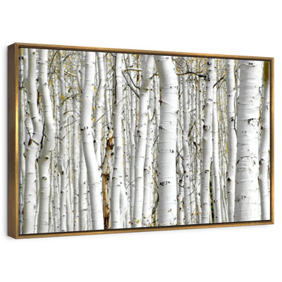 Birch Wood